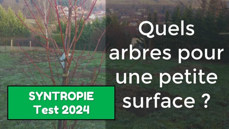 choix arbres fruitiers en syntropie
