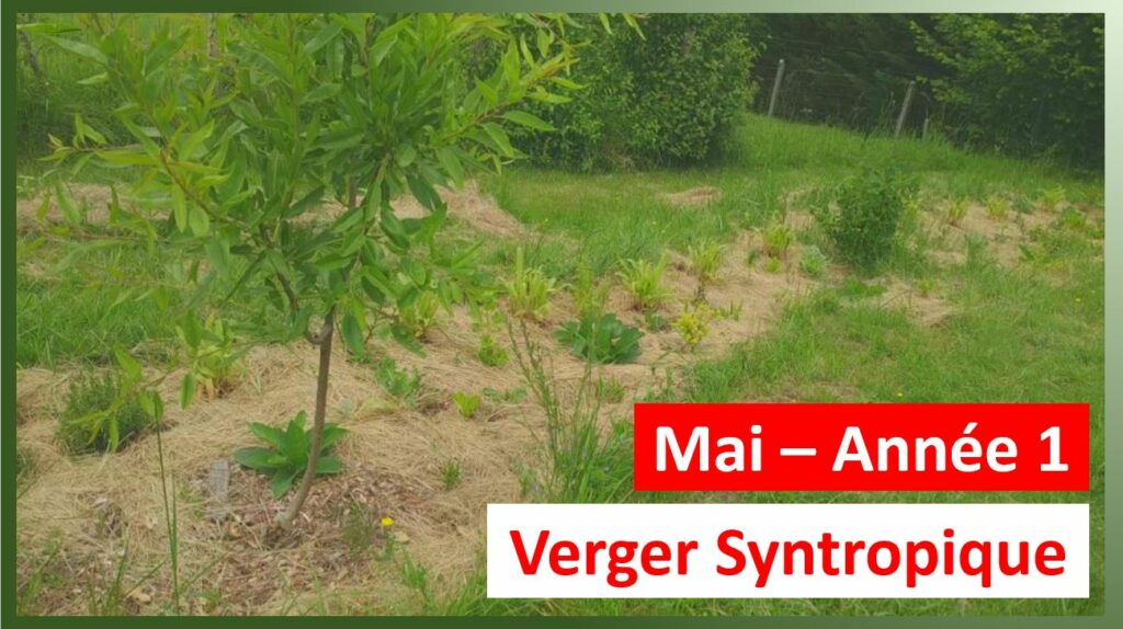 Potager Verger et Syntropie - Potager et Syntropie