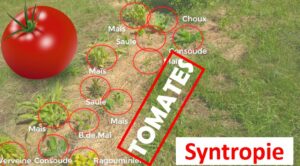 vidéo syntropie : tomates et cucurbitacées