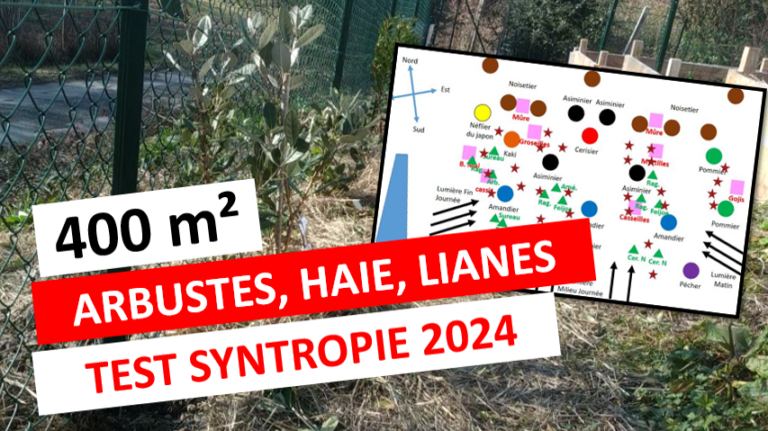 video arbustes syntropie
