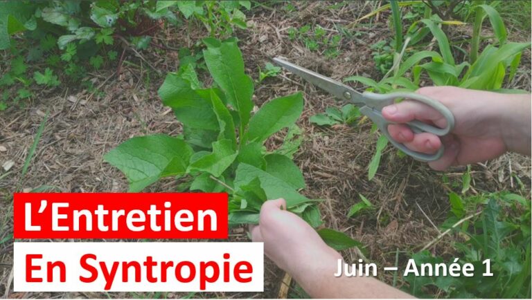 entretien en syntropie