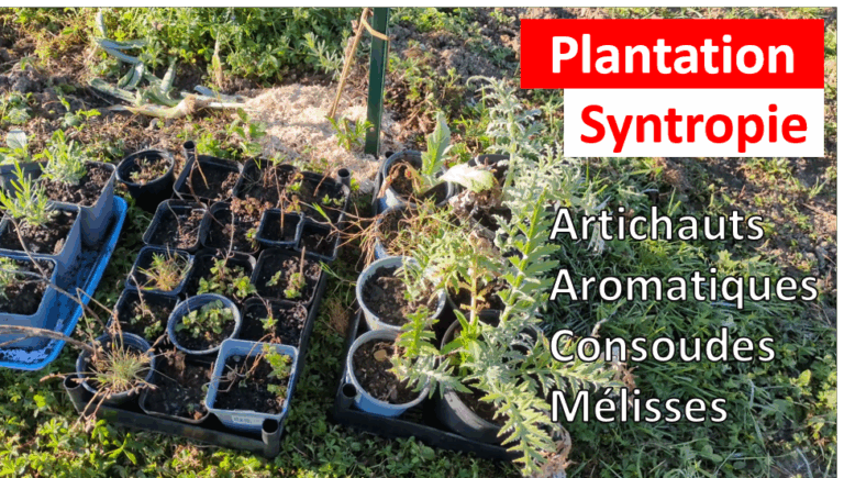 Deuxième année de syntropie : printemps