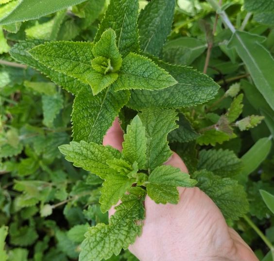 menthe et mélisse