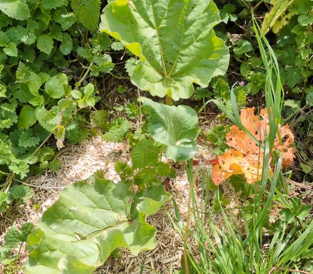 rhubarbes