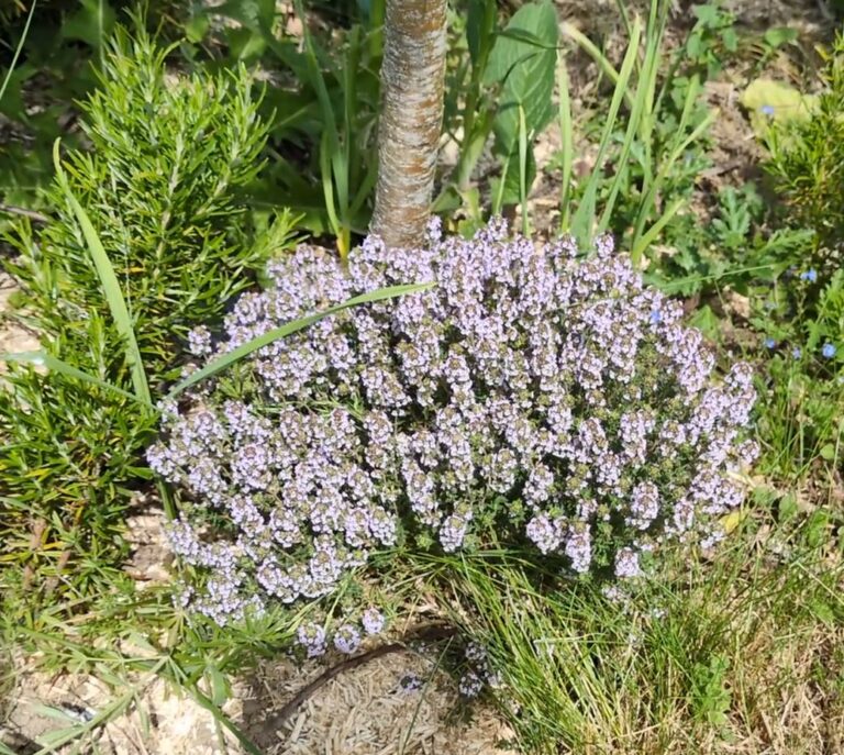Les 5 Meilleures plantes à BIOMASSE