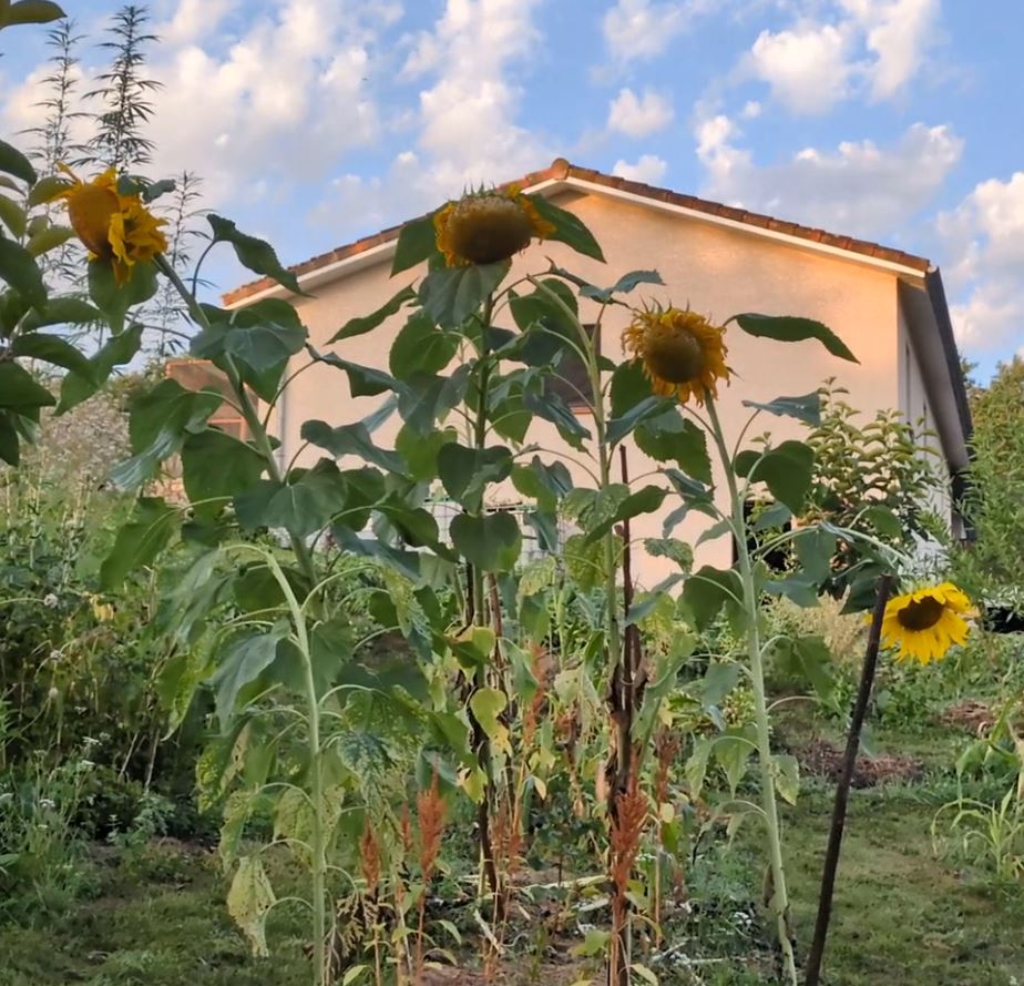 Tournesols