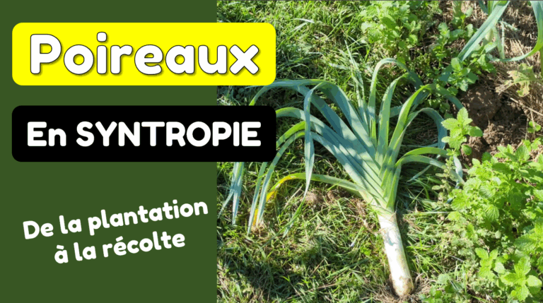 La culture du Poireaux en Syntropie