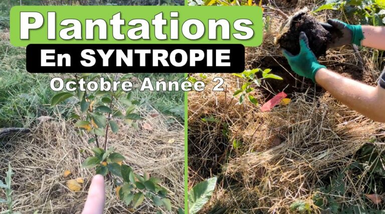 Dernières PLANTATIONS au VERGER de 400m² cultivé en SYNTROPIE