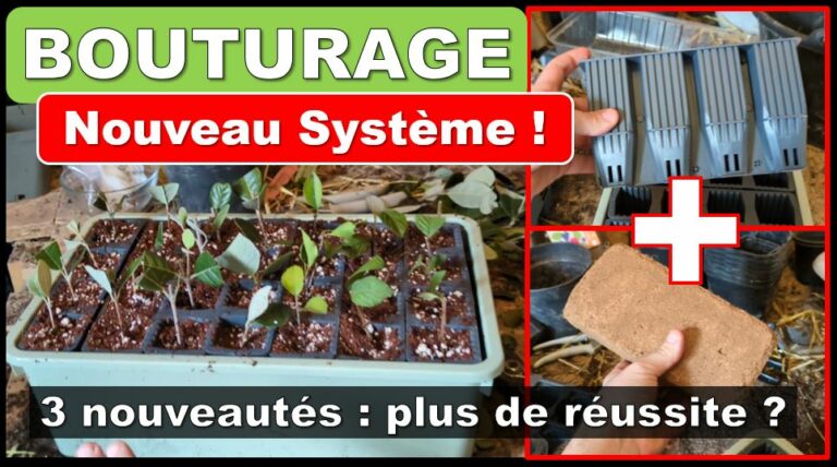 Bouturage en alvéoles : Nouveau Système
