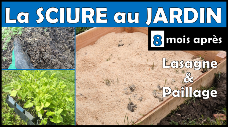 Sciure de bois au potager