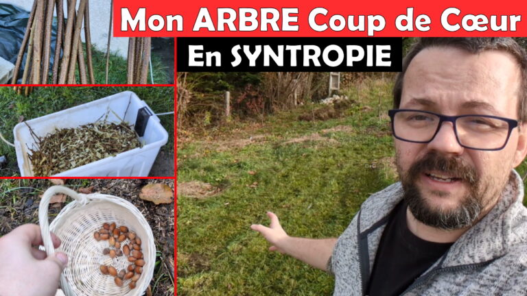 Le Noisetier : un arbre d&rsquo;exception aux 7 usages (Permaculture)