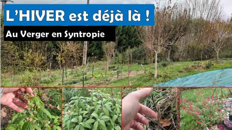 Le verger en syntropie et le potager en fin d&rsquo;automne