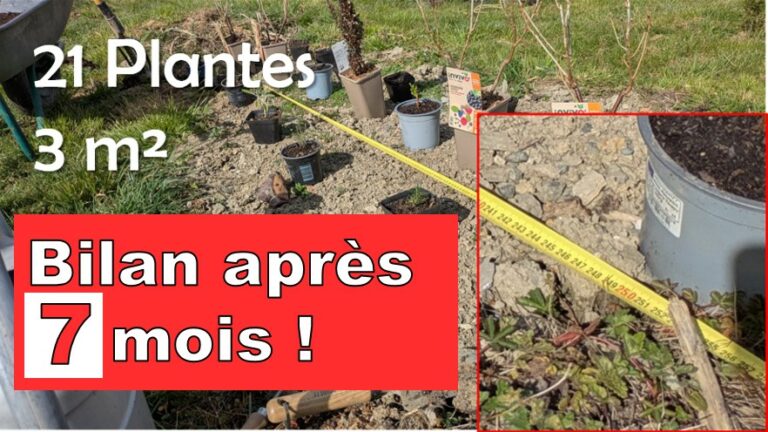 3m² – 21 Plantes : BILAN après 1 SAISON en SYNTROPIE !