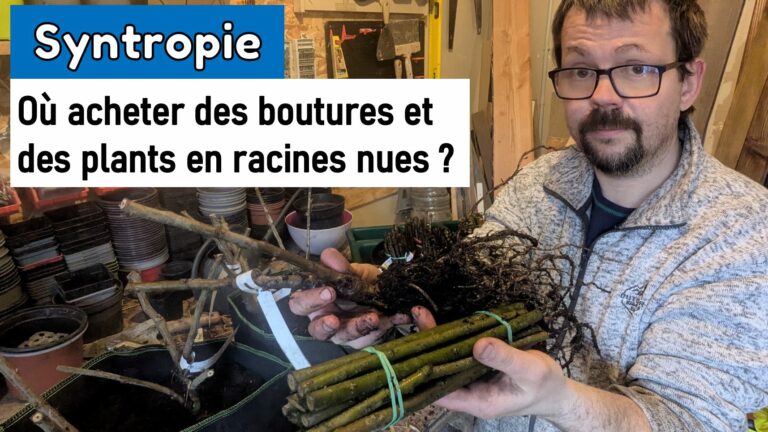 PLANTS et BOUTURES pour votre JARDIN en SYNTROPIE à la pépinière Ti-Lipouz