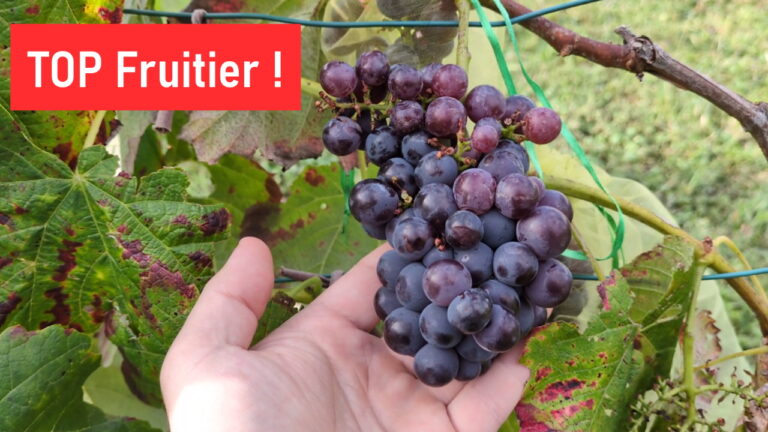 La vigne : De nombreux avantages à la cultiver