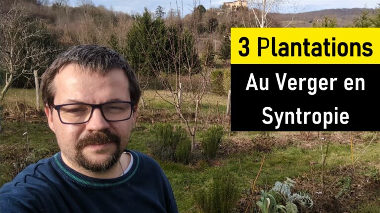 Plantations en Syntropie en Janvier : Framboisiers, Figuiers, Kiwaïs…
