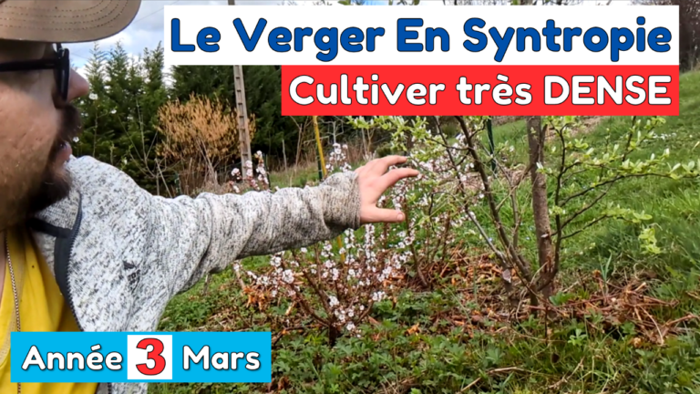 Le VERGER en SYNTROPIE Année 3
