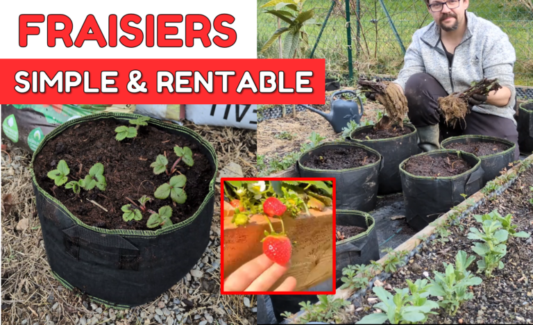CULTIVER des FRAISER en SACS : SIMPLE & RENTABLE
